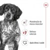 Royal Canin Medium Adult, Cão, Húmidos em lata, Adulto, Alimento