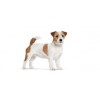 Royal Canin Jack Russell Terrier Adult , Cão, Seco, Adulto, Alimento/Ração