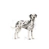 Royal Canin Dalmata Adult, Cão, Seco, Adulto, Alimento/Ração